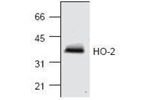 Image no. 1 for anti-Heme Oxygenase (Decycling) 2 (HMOX2) antibody (ABIN155125) (HMOX2 antibody)