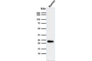 Western Blot Analysis of Ramos cell lysate using LMO2 Mouse Monoclonal Antibody (LMO2/1971). (LMO2 antibody  (AA 23-140))