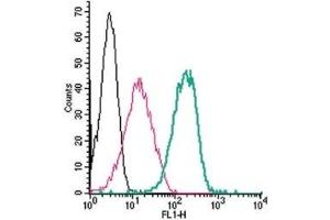 Cell surface detection of Adenosine A2B Receptor by indirect flow cytometry in live intact human THP-1 monocytic leukemia cells: (black line) Cells. (Adenosine A2b Receptor antibody  (2nd Extracellular Loop, Cys154))