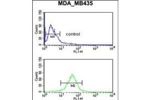 GPR17 Antibody (Center) (ABIN653809 and ABIN2843084) flow cytometric analysis of MDA-M cells (bottom histogram) compared to a negative control cell (top histogram).