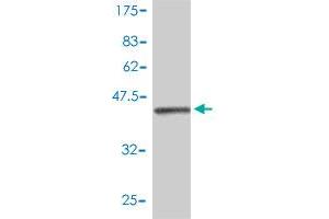 Western Blotting (WB) image for anti-Interferon Stimulated Exonuclease Gene 20kDa (ISG20) (AA 1-181) antibody (ABIN561532)