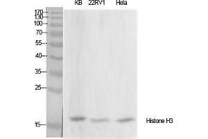 Western Blot (WB) analysis of specific cells using Histone H3 Polyclonal Antibody. (Histone 3 antibody  (Lys428))