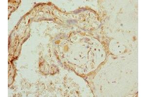Immunohistochemistry of paraffin-embedded human placenta tissue using ABIN7166573 at dilution of 1:100 (COX1 antibody  (AA 1-160))