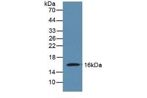 Detection of Recombinant MOG, Mouse using Polyclonal Antibody to Myelin Oligodendrocyte Glycoprotein (MOG) (MOG antibody  (AA 29-153))