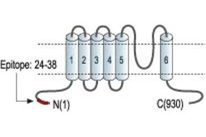 anti-Transient Receptor Potential Cation Channel, Subfamily C, Member 6 (TRPC6) (AA 24-38), (Intracellular), (N-Term) antibody
