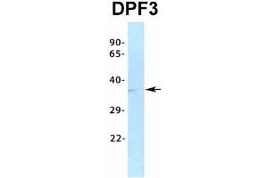 Host:  Rabbit  Target Name:  DPF3  Sample Type:  HT1080  Antibody Dilution:  1. (DPF3 antibody  (Middle Region))