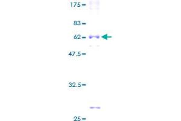 ROM1 Protein (AA 1-351) (GST tag)