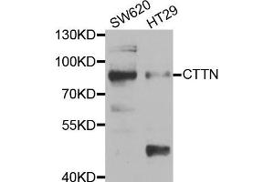 Western blot analysis of extracts of various cell lines, using CTTN antibody (ABIN5973413) at 1/1000 dilution. (Cortactin antibody)