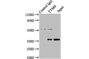 Immunoprecipitating TYMS in Hela whole cell lysate Lane 1: Rabbit control IgG instead of ABIN7172123 in Hela whole cell lysate. (TYMS antibody  (AA 2-54))