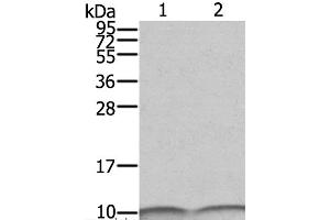 Western Blot analysis of SKOV3 and A431 cell using S100A6 Polyclonal Antibody at dilution of 1:550 (S100A6 antibody)