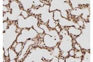 ABIN6269409 at 1/100 staining Rat lung tissue by IHC-P. (PRKAB1 antibody)