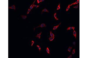 ABIN6269374 staining A549 cells by IF/ICC. (CDC37 antibody  (N-Term))