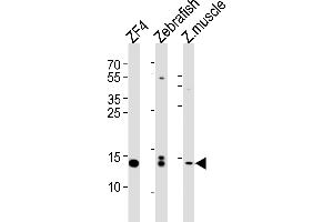 Western blot analysis of lysates from ZF4 cell line, Zebrafish, zebra fish muscle tissue lysate(from left to right), using HIST1H2BJ Antibody (Center) (ABIN654684 and ABIN2844377). (HIST1H2BJ antibody  (AA 57-86))