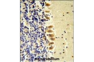 STK40 Antibody ( C-term ) (ABIN652973 and ABIN2842617) IHC analysis in formalin fixed and paraffin embedded mouse brain tissue followed by peroxidase conjugation of the secondary antibody and DAB staining.