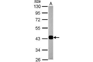 WB Image Sample (20 ug of whole cell lysate) A: mouse brain 10% SDS PAGE antibody diluted at 1:50000