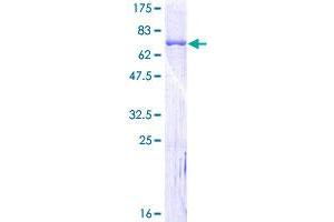 SERPINH1 Protein (AA 1-418) (GST tag)