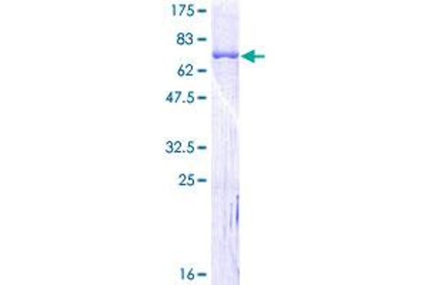 SERPINH1 Protein (AA 1-418) (GST tag)