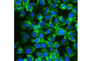 IF analysis of eIF4A2 using anti-eIF4A2 antibody (ABIN3043426). (EIF4A2 antibody  (N-Term))