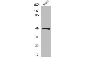 Western Blot analysis of HepG2 cells using MMP-13 Polyclonal Antibody (MMP13 antibody  (N-Term))