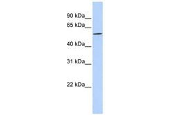 DIRC2 antibody  (AA 216-265)