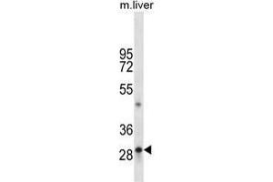 TPSAB1 Antibody (C-term) western blot analysis in mouse liver tissue lysates (35 µg/lane). (TPSAB1 antibody  (C-Term))