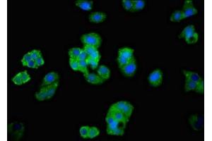 Immunofluorescent analysis of HepG2 cells using ABIN7143381 at dilution of 1:100 and Alexa Fluor 488-congugated AffiniPure Goat Anti-Rabbit IgG(H+L) (BAI2 antibody  (AA 1371-1545))