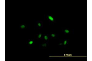 Immunofluorescence of purified MaxPab antibody to ARIH2 on HeLa cell. (ARIH2 antibody  (AA 1-493))