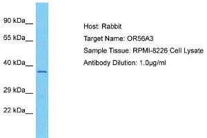 anti-Olfactory Receptor, Family 56, Subfamily A, Member 3 (OR56A3) (C-Term) antibody