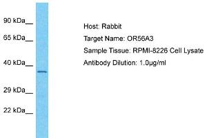 Host: Rabbit Target Name: OR56A3 Sample Type: RPMI-8226 Whole Cell lysates Antibody Dilution: 1. (OR56A3 antibody  (C-Term))