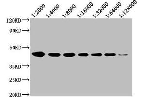 Western Blot Positive WB detected in: 20 μg Raji whole cell lysate CD48 antibody at 1:2000, 1:4000, 1:8000, 1:16000, 1:32000, 1:64000, 1:128000 Secondary Goat polyclonal to mouse IgG at 1/50000 dilution Predicted band size: 28, 20 KDa Observed band size: 43 KDa Exposure time:5 min (CD48 antibody  (AA 27-220))