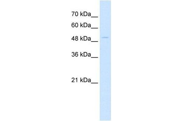 NKD1 antibody