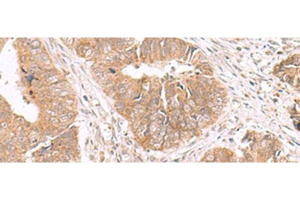 HMGCLL1 antibody