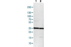 Western blot analysis of Lane 1: NIH-3T3 cell lysate (Mouse embryonic fibroblast cells) Lane 2: NBT-II cell lysate (Rat Wistar bladder tumour cells) with TXNL1 polyclonal antibody  at 1:100-1:250 dilution.