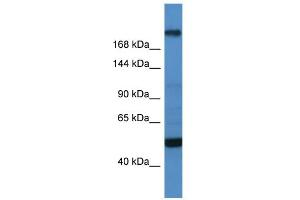 WB Suggested Anti-TCF20 Antibody Titration:  0. (TCF20 antibody  (C-Term))