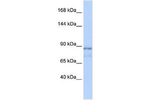 Western Blotting (WB) image for anti-Zinc Finger and AT Hook Domain Containing (ZFAT) antibody (ABIN2457991) (ZFAT antibody)