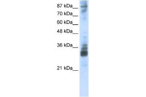RG9MTD2 antibody used at 2. (RG9MTD2 antibody)