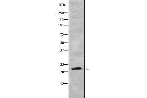 Western blot analysis of CLEC3B using HepG2 whole cell lysates (CLEC3B antibody)