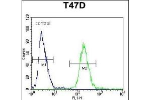 FIBB Antibody (N-term) (ABIN390413 and ABIN2840802) flow cytometric analysis of T47D cells (right histogram) compared to a negative control cell (left histogram). (Fibrinogen beta Chain antibody  (N-Term))