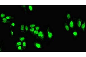 Immunofluorescent analysis of HepG2 cells using ABIN7171509 at dilution of 1:100 and Alexa Fluor 488-congugated AffiniPure Goat Anti-Rabbit IgG(H+L) (TARDBP antibody  (AA 1-396))