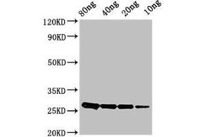 Western Blot Positive WB detected in Recombinant protein All lanes: ptsH antibody at 2. (PtsH (AA 2-88) antibody)