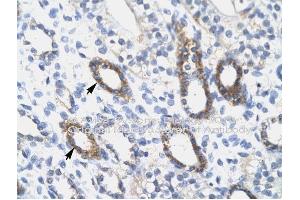 Immunohistochemistry with Skin tissue at an antibody concentration of 4-8ug/ml using anti-SOX10 antibody (SOX10 antibody  (Middle Region))