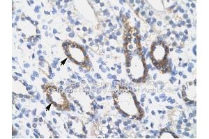 Immunohistochemistry with Skin tissue at an antibody concentration of 4-8ug/ml using anti-SOX10 antibody