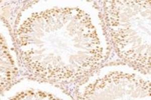 Immunohistochemistry analysis of paraffin-embedded mouse testis using,WDR33 (ABIN7076216) at dilution of 1: 2400 (WDR33 antibody)
