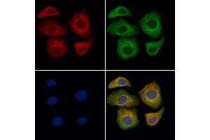 ABIN6262132 and ABIN6276632 staining Hela cells by IF/ICC. (CD236/GYPC antibody  (Internal Region))