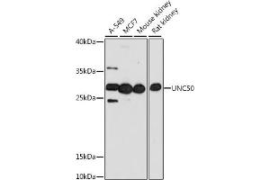 Western blot analysis of extracts of various cell lines, using UNC50 antibody (ABIN7271217) at 1:1000 dilution. (UNC50 antibody  (AA 1-100))