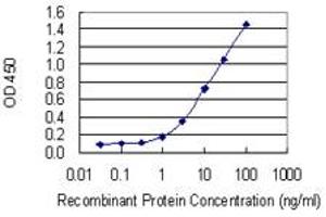 Detection limit for recombinant GST tagged CCRN4L is 0. (CCRN4L antibody  (AA 64-152))