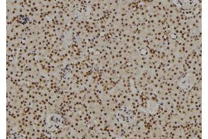 ABIN6269101 at 1/100 staining Rat kidney tissue by IHC-P. (Retinoblastoma 1 antibody  (C-Term))