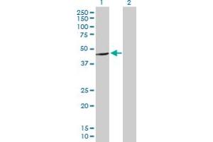 Western Blot analysis of C16orf70 expression in transfected 293T cell line by C16orf70 MaxPab polyclonal antibody. (C16orf70 antibody  (AA 1-422))