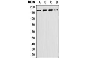 Western blot analysis of PI3K C2 gamma expression in CEM (A), HeLa (B), NIH3T3 (C), PC12 (D) whole cell lysates. (PIK3C2G antibody  (N-Term))