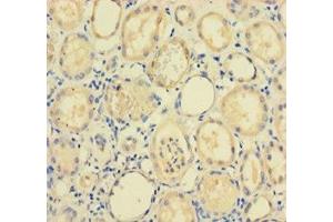 RPP29 antibody  (AA 1-220)